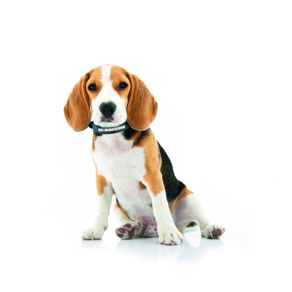 Nomination Collare per Cane Composable Small