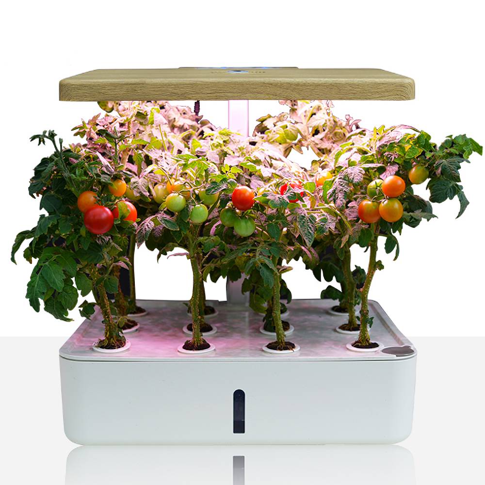 Oresteluchetta Serra idroponica TUKI GARDEN