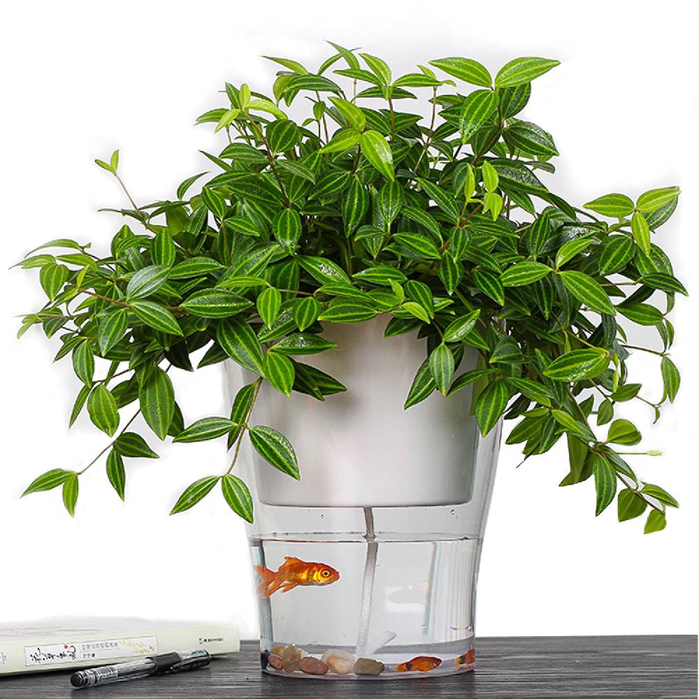 Oresteluchetta Vaso Autoinnaffiante Per Esterno / Interno ASON MEDIUM