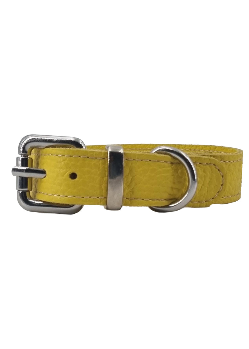 Paola T. Collare Basic