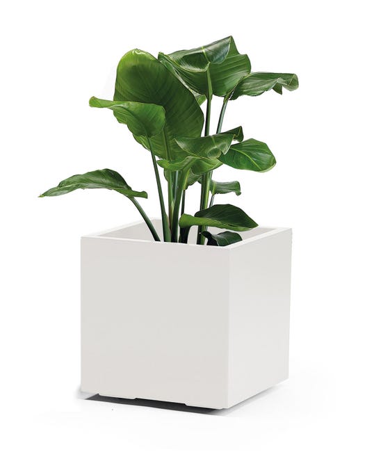 Leroymerlin Coprivaso Per Piante E Fiori KEBE In Polipropilene Bianco H 40 Cm L 40 X P 40 Cm