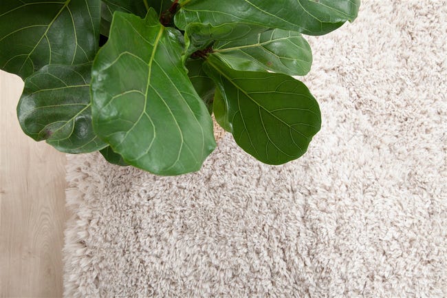 Leroymerlin Tappeto Bold Beige L 230 X L 160 Cm