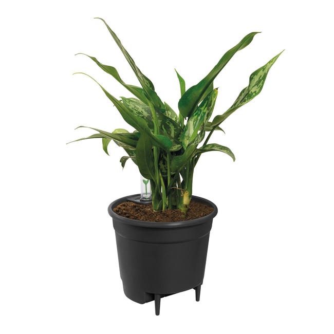 Leroymerlin Vaso con supporto ELHO Auto-irrigante in polipropilene nero H 39 cm Ø 42.8 cm