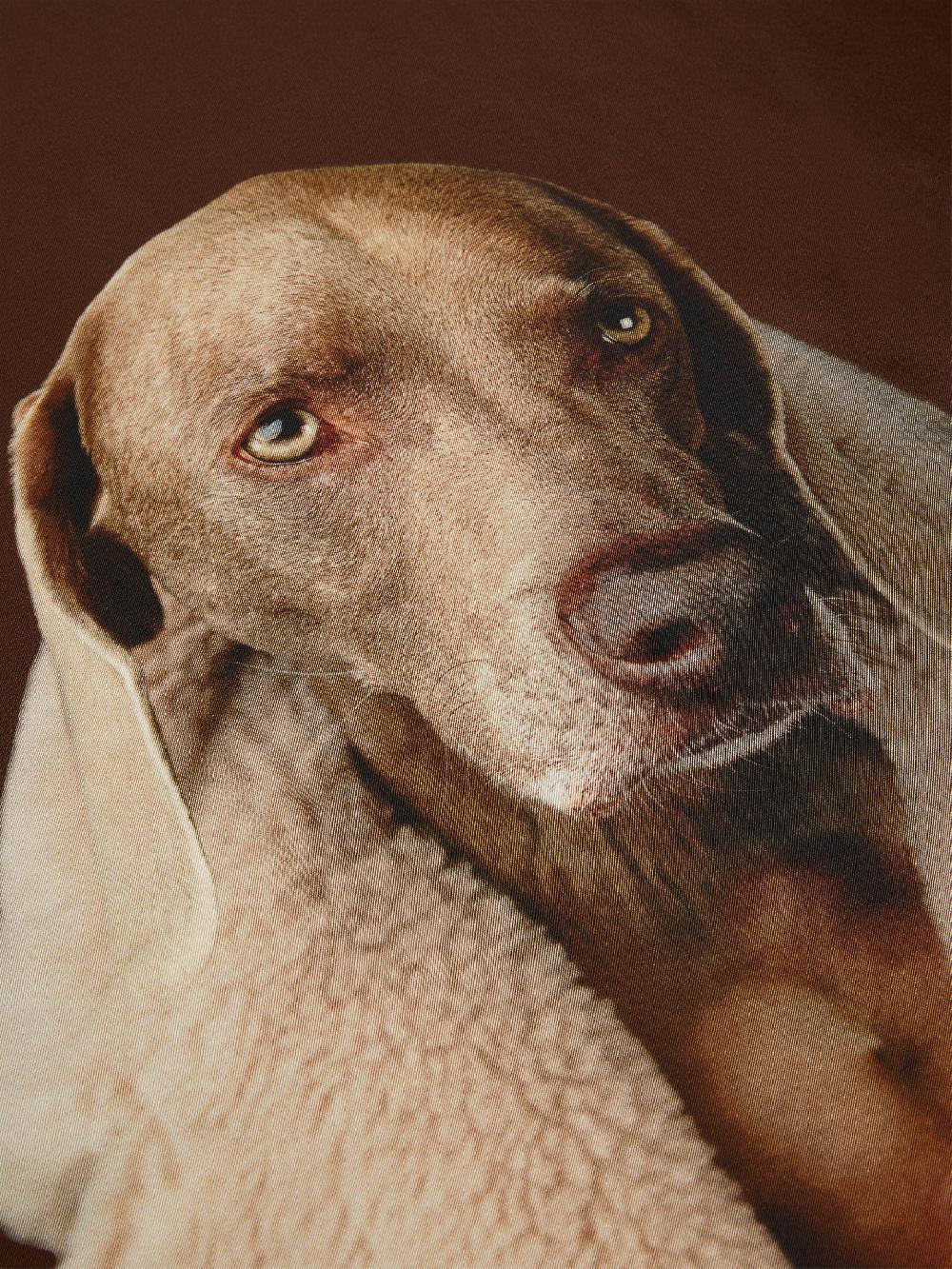 Max Mara Teddy Dog Scarf