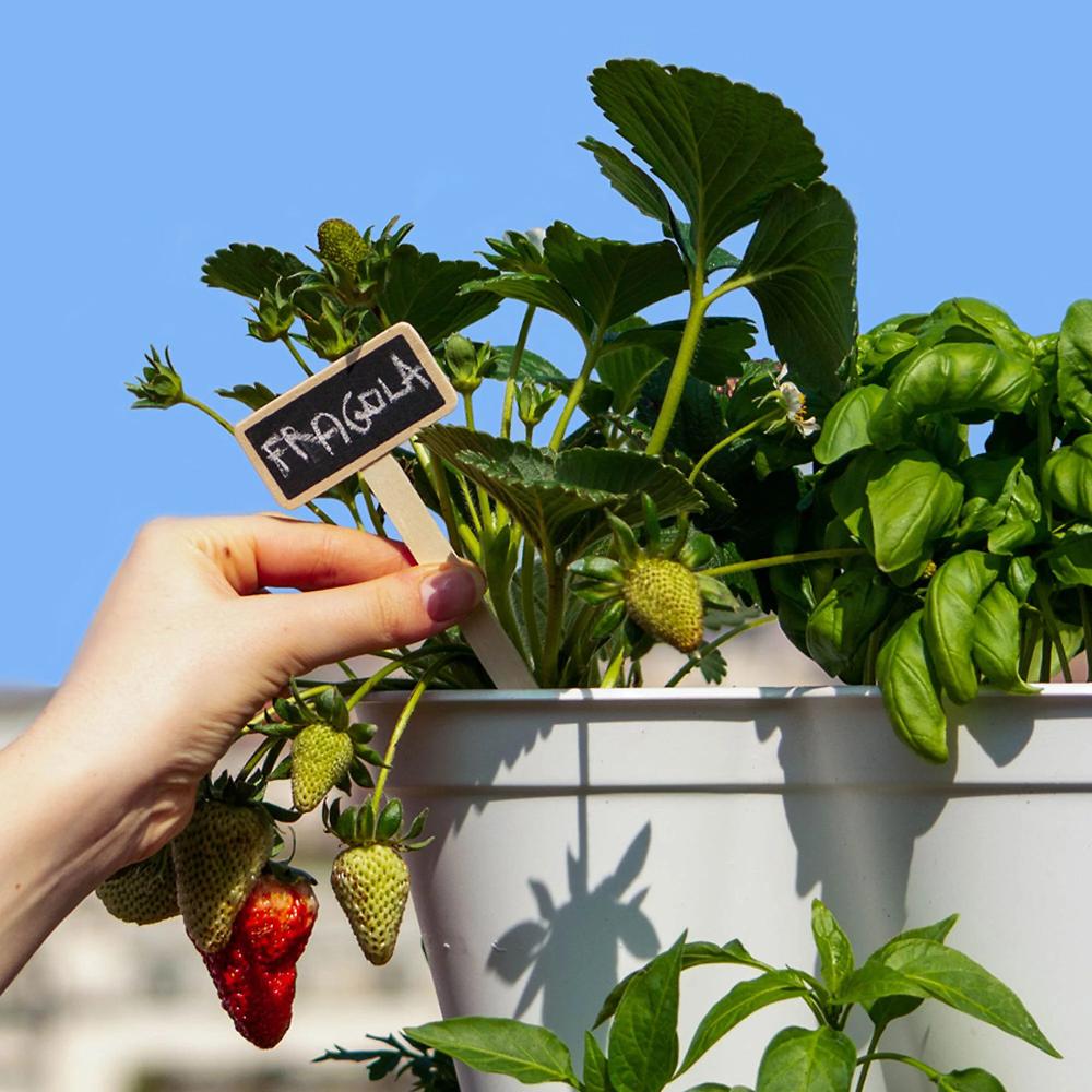 QVC Hexagro Orto Verticale Da Balcone Poty S (kit 20 Piante)