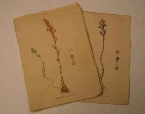 Lafeltrinelli Monographie Des Orobanches