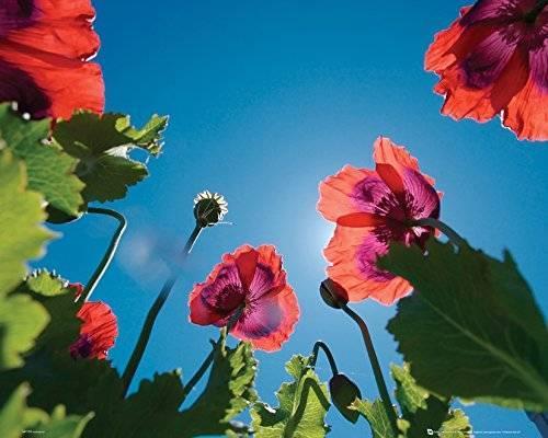 Lafeltrinelli Poster Poppies. Sky 40x50 cm