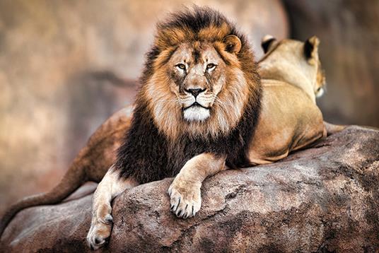 Lafeltrinelli Poster Maxi 61x91 5 Cm King Of The Pride