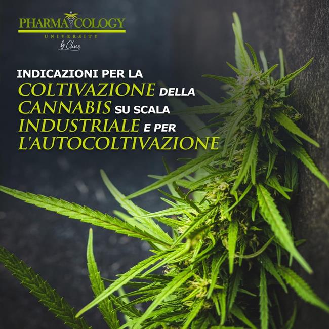 Libraccio Indicazioni per la coltivazione della cannabis su scala industriale e per l'autocoltivazione (audiolibro)