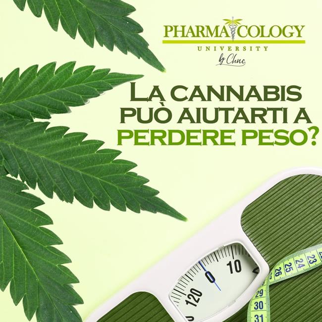 Libraccio La cannabis può aiutarti a perdere peso? (audiolibro)