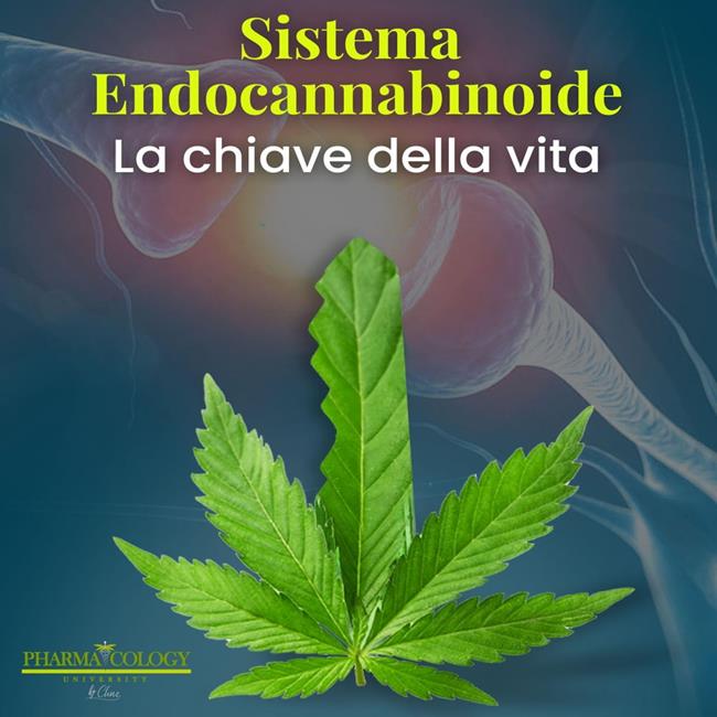 Libraccio Sistema endocannabinoide: la chiave della vita (audiolibro)