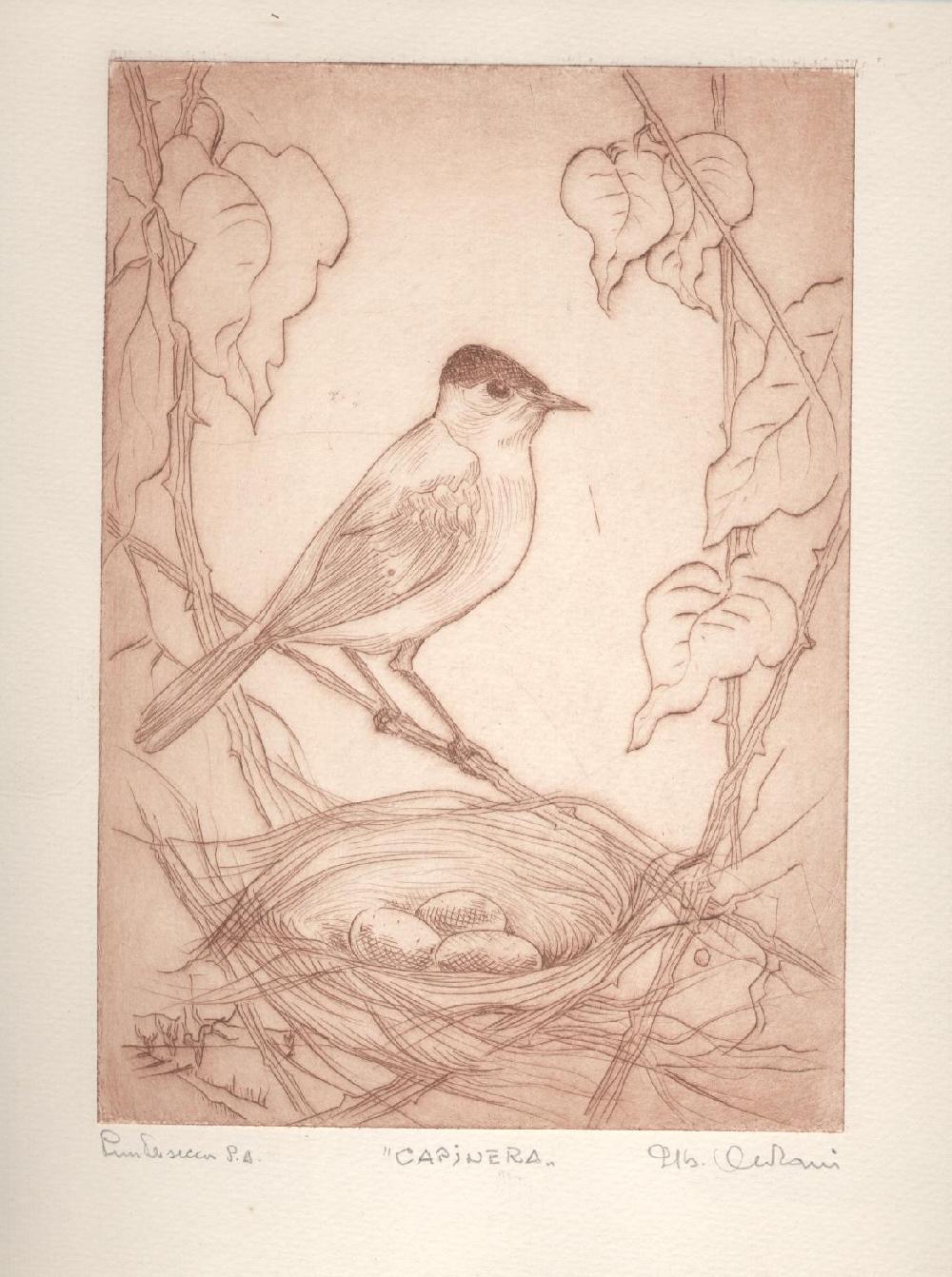 Abebooks Capinera puntasecca originale dell'artista Lib. Celani