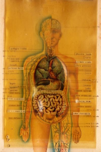 Abebooks IL CORPO UMANO OMAGGIO DELLA ¿CO-FA¿ S.A. MILANO