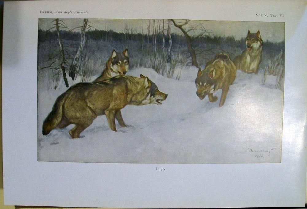 Abebooks La vita degli animali. Traduzione sulla 4° edizione originale compendiata a cura del Prof. Federico Raffaele