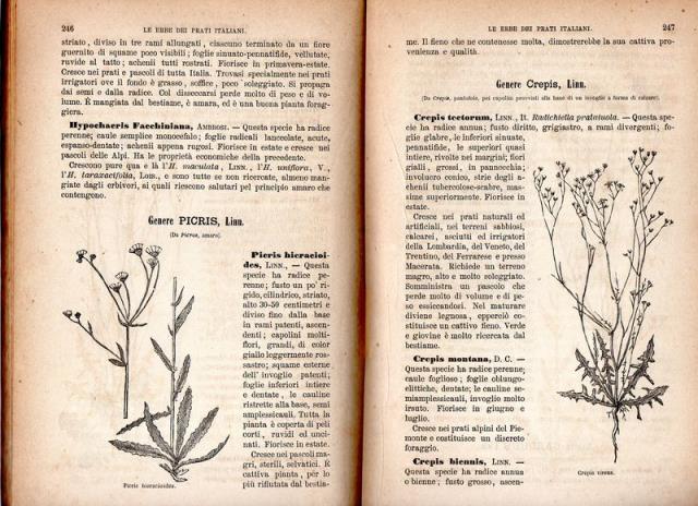 Abebooks Le erbe dei prati e dei pascoli italiani illustrate con 500 figure intercalate. Coll'aggiunta delle miscele di semi per formare i prati