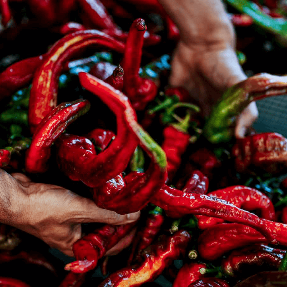 Sbam Design Fòrte – Peperoncino In Olio Extra Vergine Di Oliva