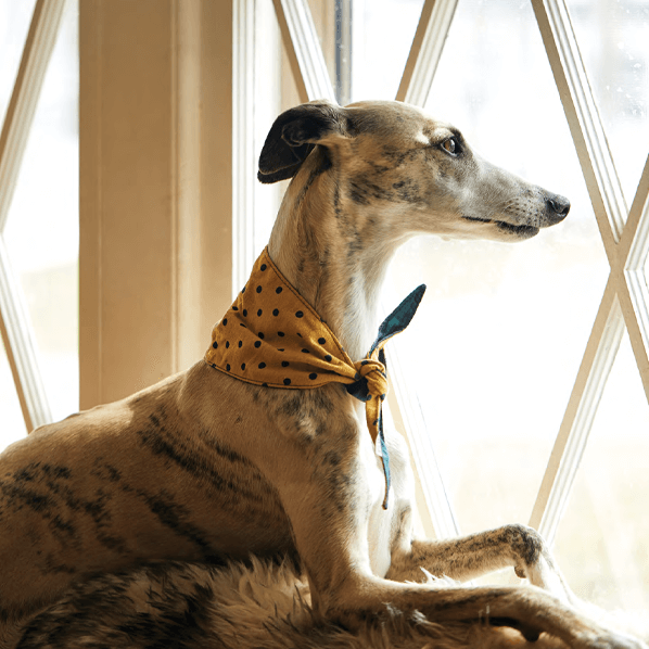 Sbam Design Bandana Reversibile