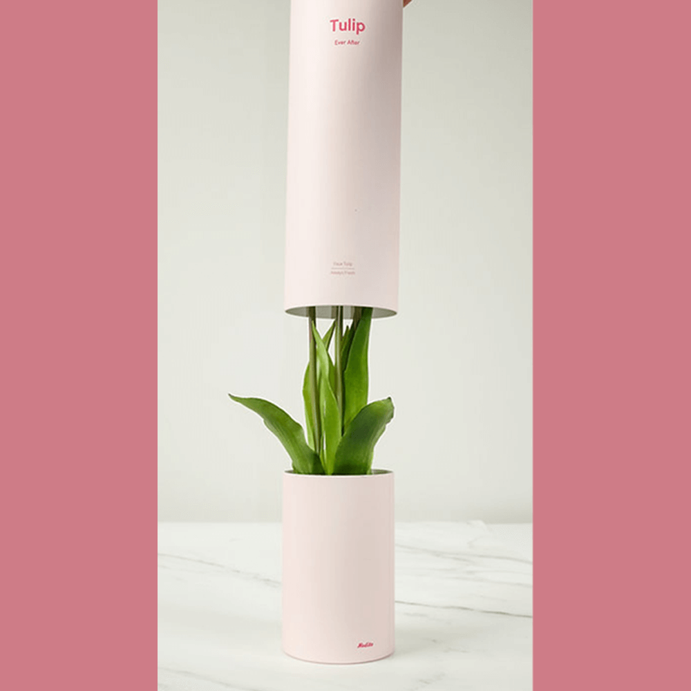 Sbam Design Tulip – Profumatore Per Ambiente