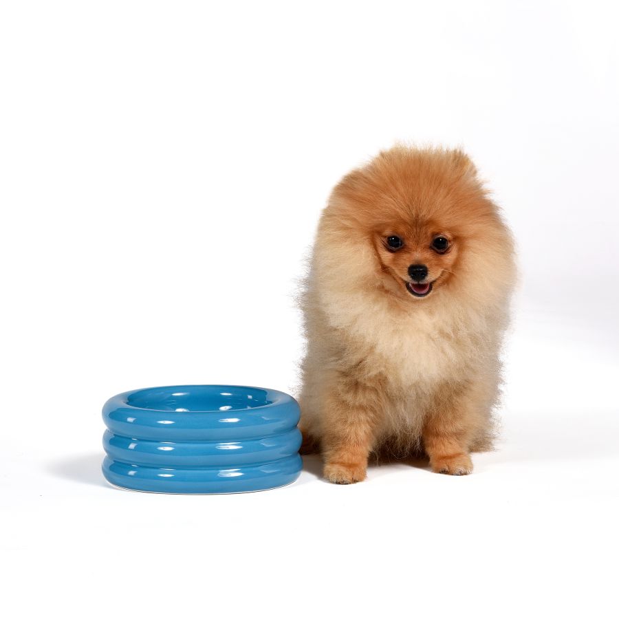 Seletti Ceramic bowl PETS (R)EVOLUTION DoggyMood