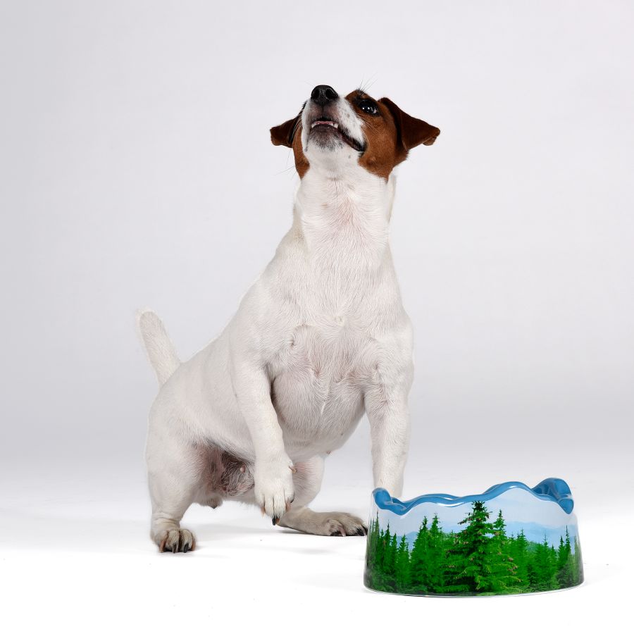 Seletti Ceramic Bowl PETS (R)EVOLUTION Les Alpes