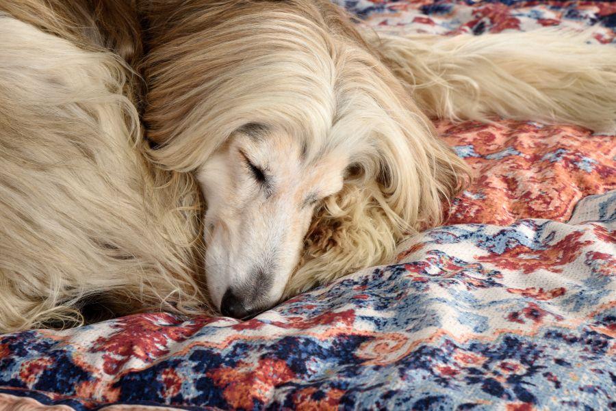 Seletti Kennel Carpet PETS (R)EVOLUTION Medium