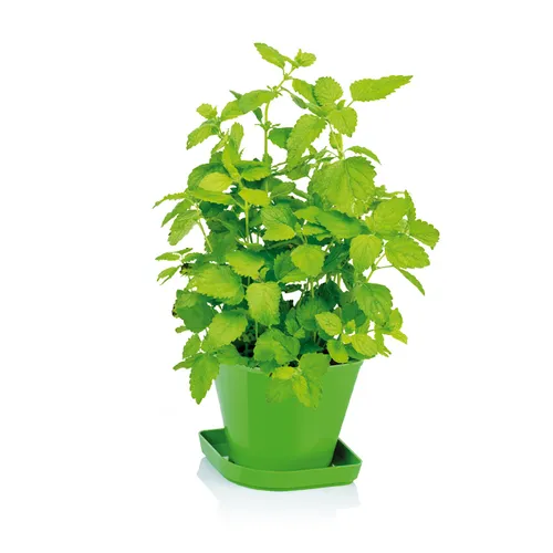 Tescoma SET PER LA COLTIVAZIONE DI ERBE AROMATICHE MELISSA