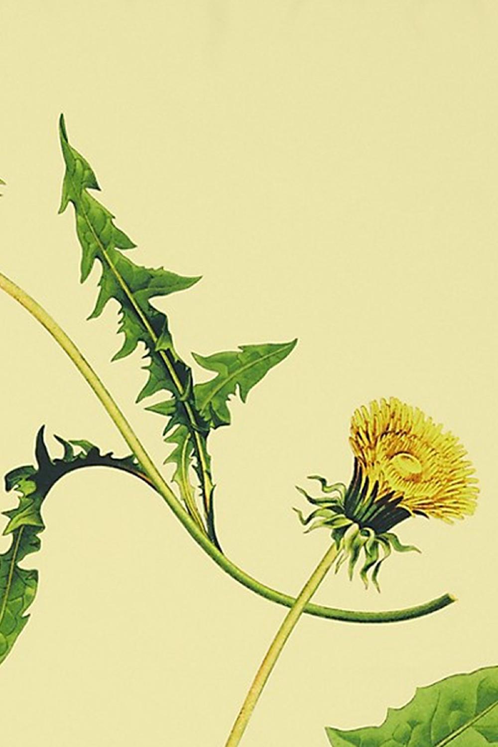 BURBERRY Foulard In Seta Stampa Denti Di Leone