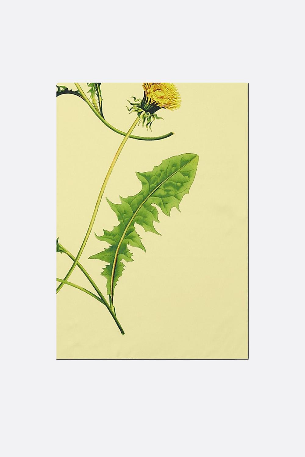 BURBERRY foulard in seta stampa denti di leone