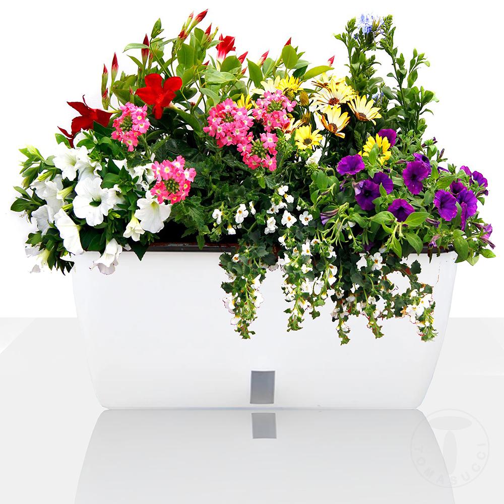 Tomasucci Vaso Autoinnaffiante Per Esterno / Interno DAHLIA BIG