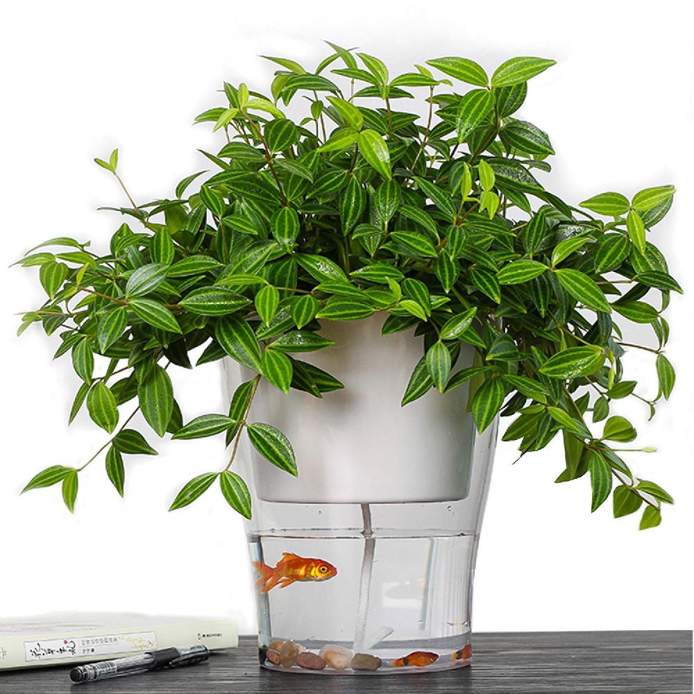 Tomasucci Vaso Autoinnaffiante Per Esterno / Interno RAFFY MEDIUM