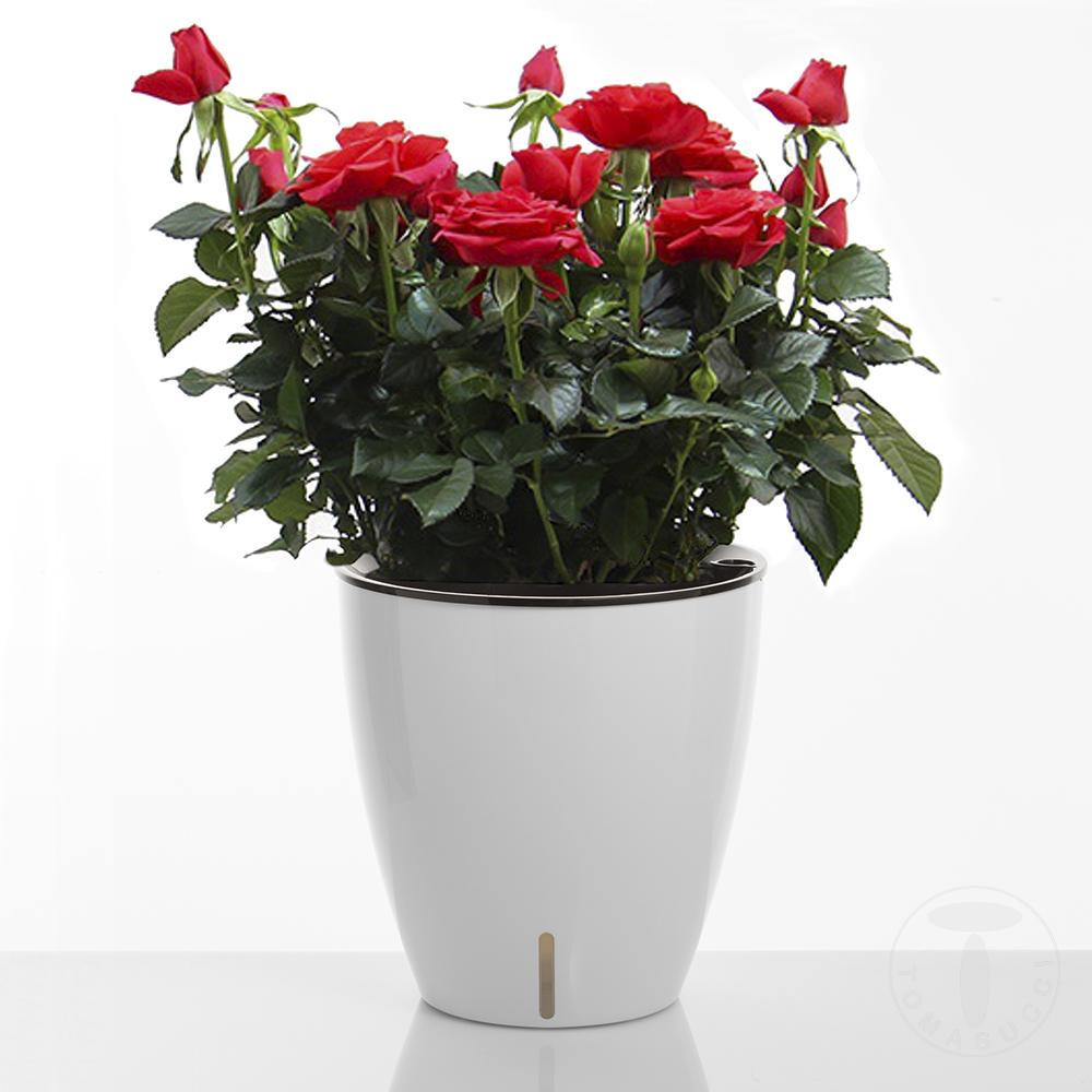 Tomasucci Vaso Autoinnaffiante Per Esterno / Interno TULIP
