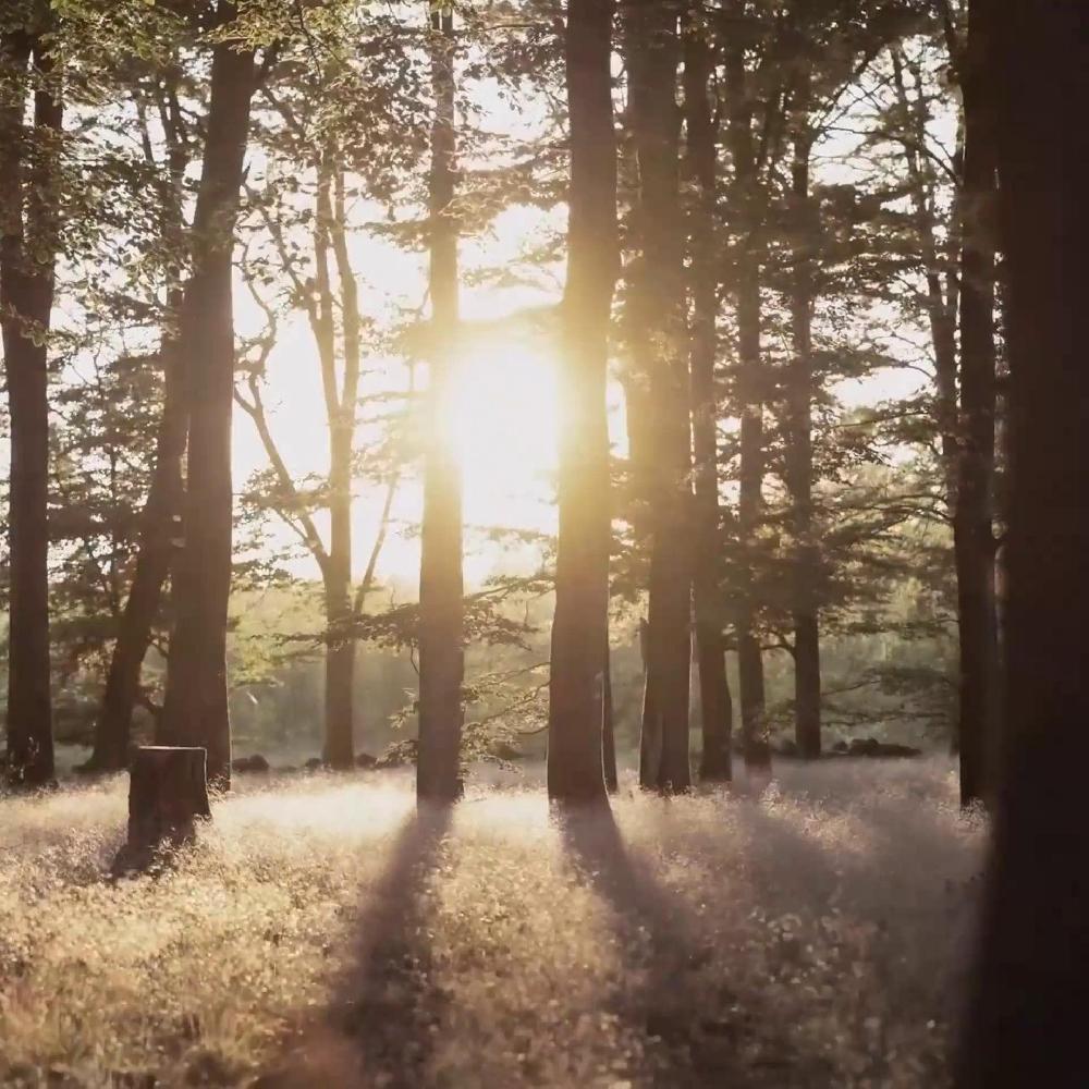 IKEA ADLAD Profumatore Per Armadi Bosco Scandinavo/bianco 17 Cm