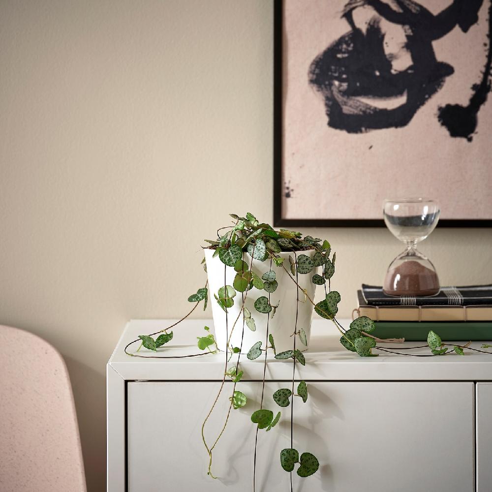 IKEA CEROPEGIA WOODII Pianta Da Vaso Collana Di Cuori 12 Cm