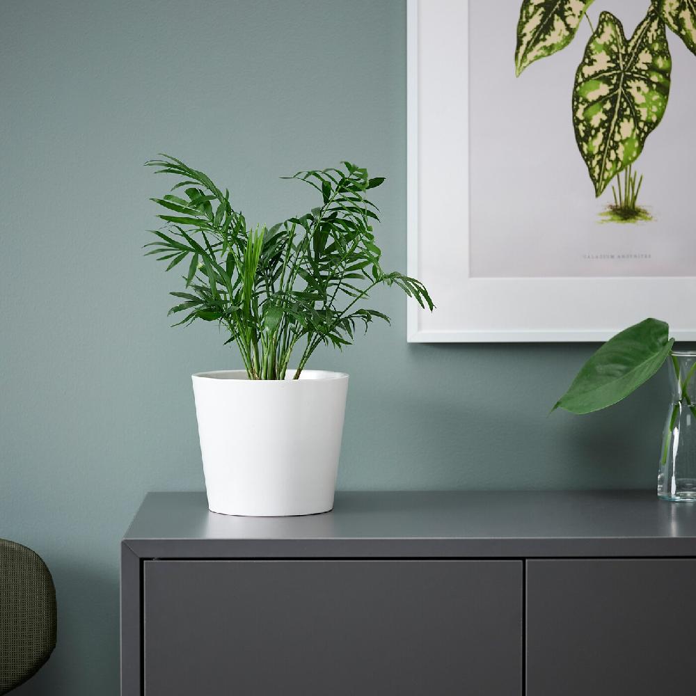 IKEA CHAMAEDOREA ELEGANS Pianta Da Vaso Chamaedorea Elegans 9 Cm