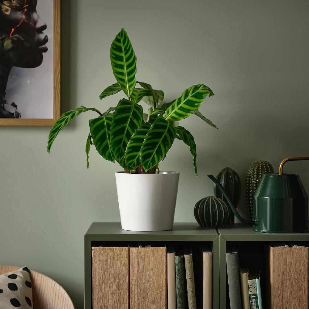 IKEA BLADVERK Pianta Da Vaso Specie Varie 14 Cm