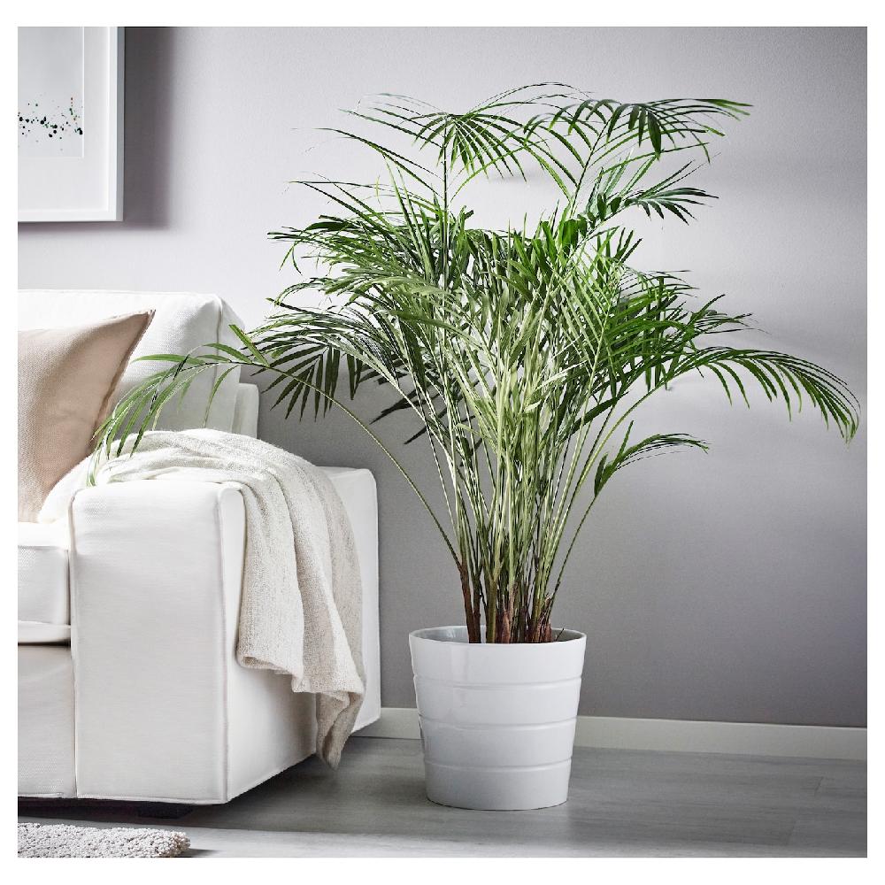 IKEA DYPSIS LUTESCENS Pianta Da Vaso Areca 24 Cm
