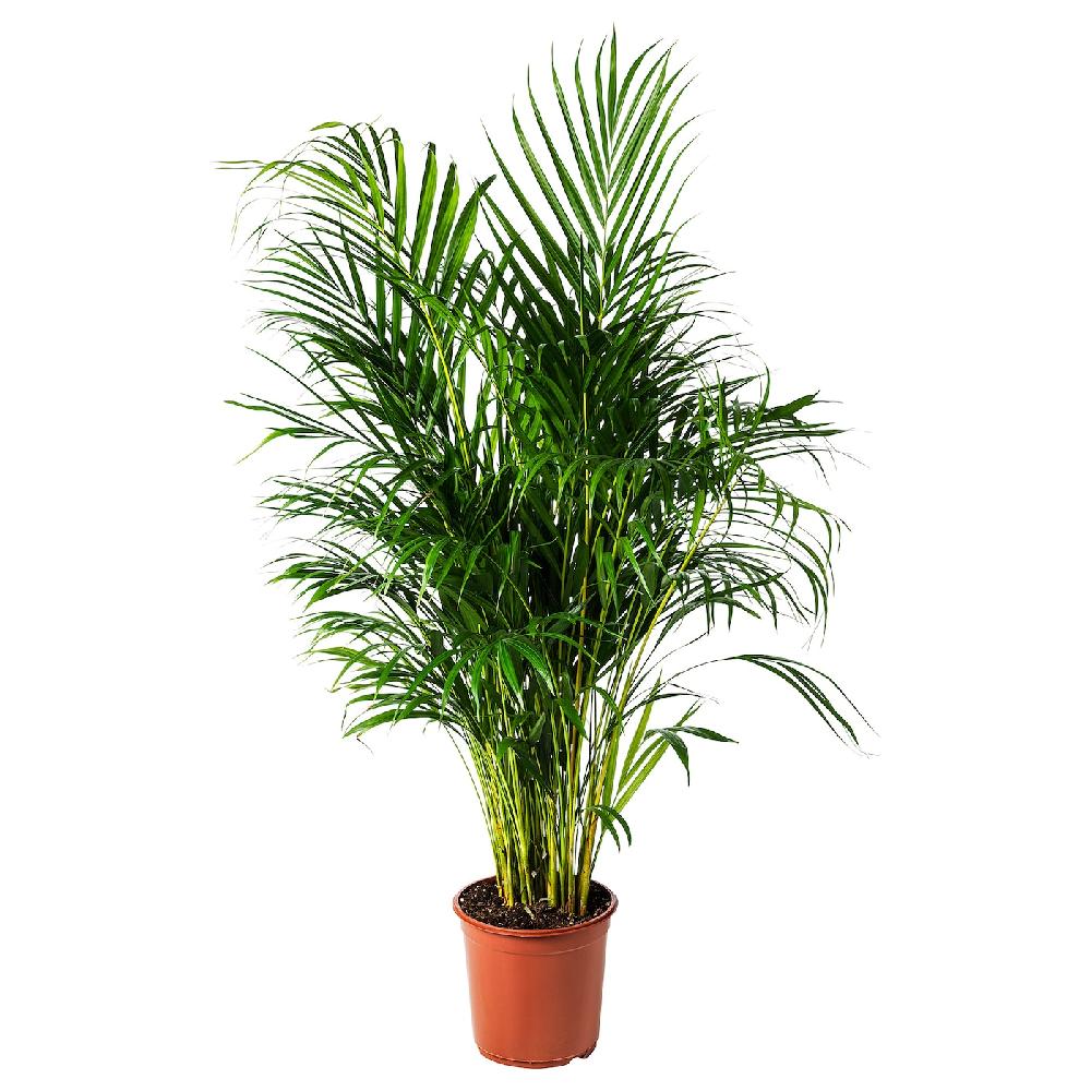 IKEA DYPSIS LUTESCENS Pianta da vaso Areca 24 cm