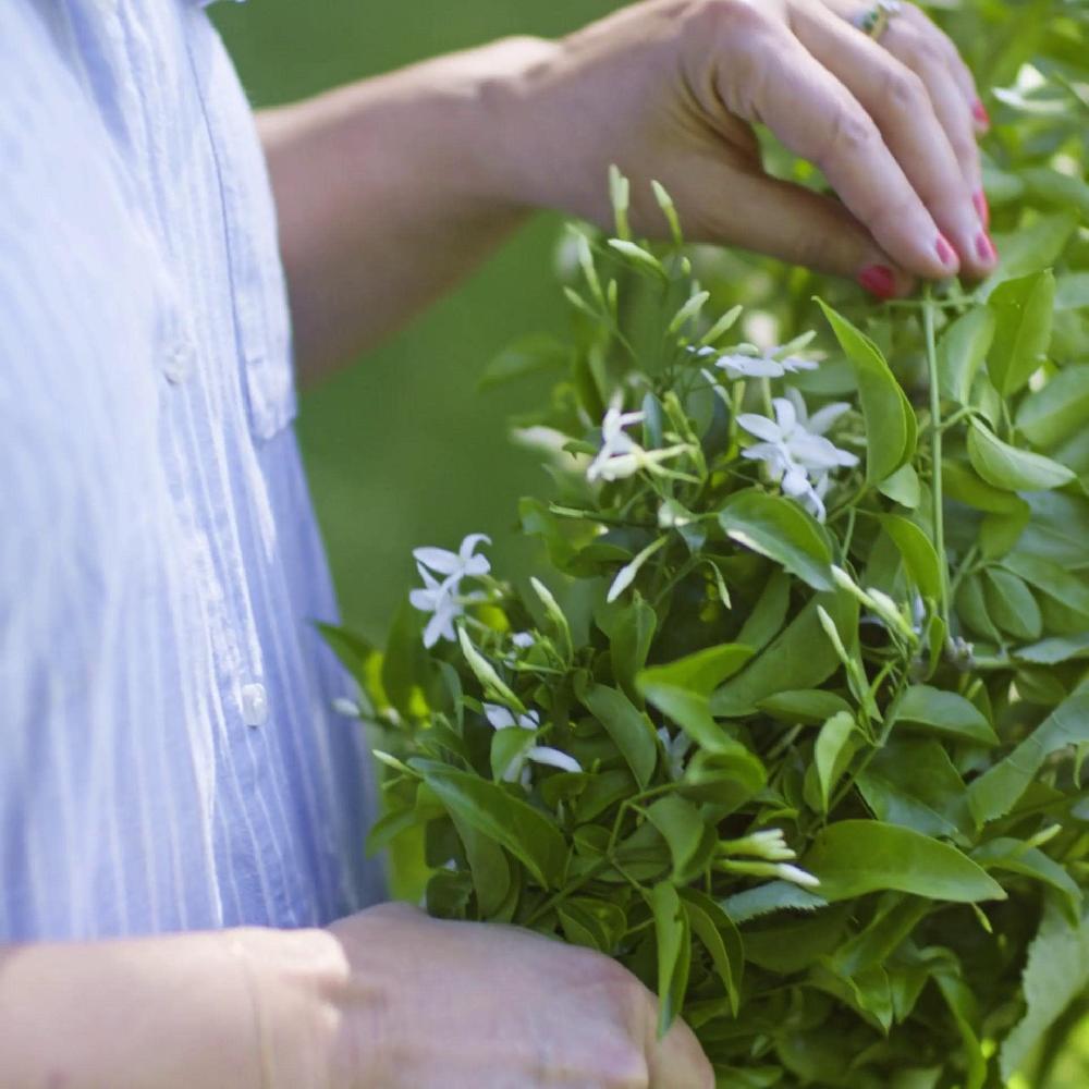 IKEA LUGNARE Candela Profumata In Vetro Gelsomino/rosa 12 H