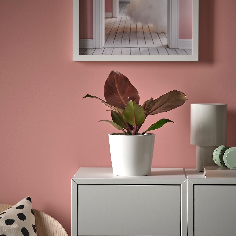 IKEA PHILODENDRON Pianta Da Vaso Filodendro Specie Varie 12 Cm