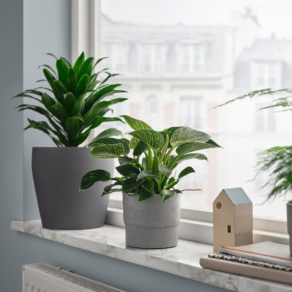 IKEA PHILODENDRON Pianta Da Vaso Filodendro Specie Varie 12 Cm