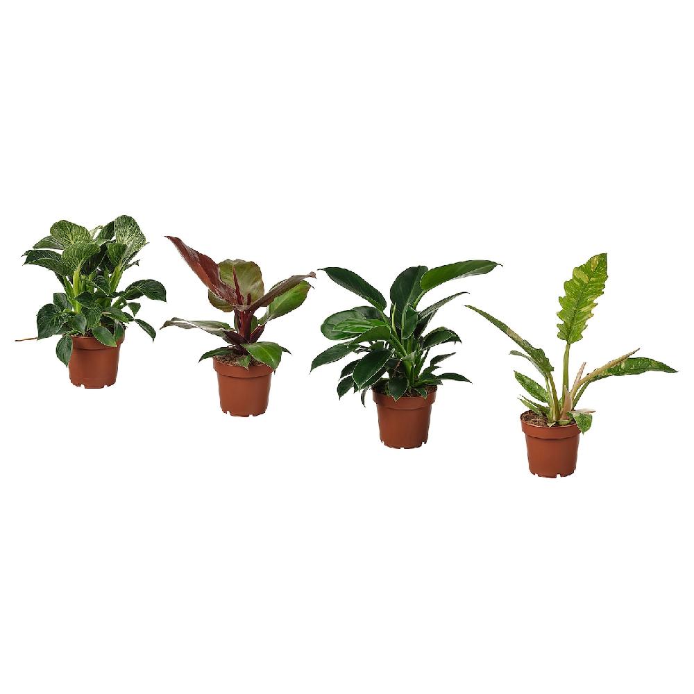 IKEA PHILODENDRON Pianta da vaso Filodendro specie varie 12 cm