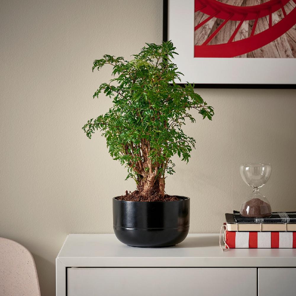 IKEA POLYSCIAS Pianta Con Vaso Bonsai/colori Vari 14 Cm