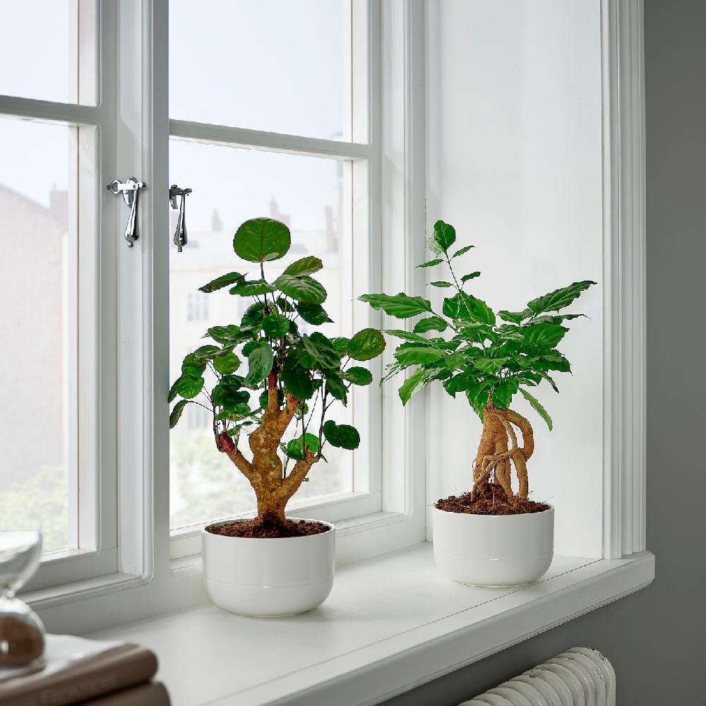 IKEA POLYSCIAS Pianta Con Vaso Bonsai/colori Vari 14 Cm