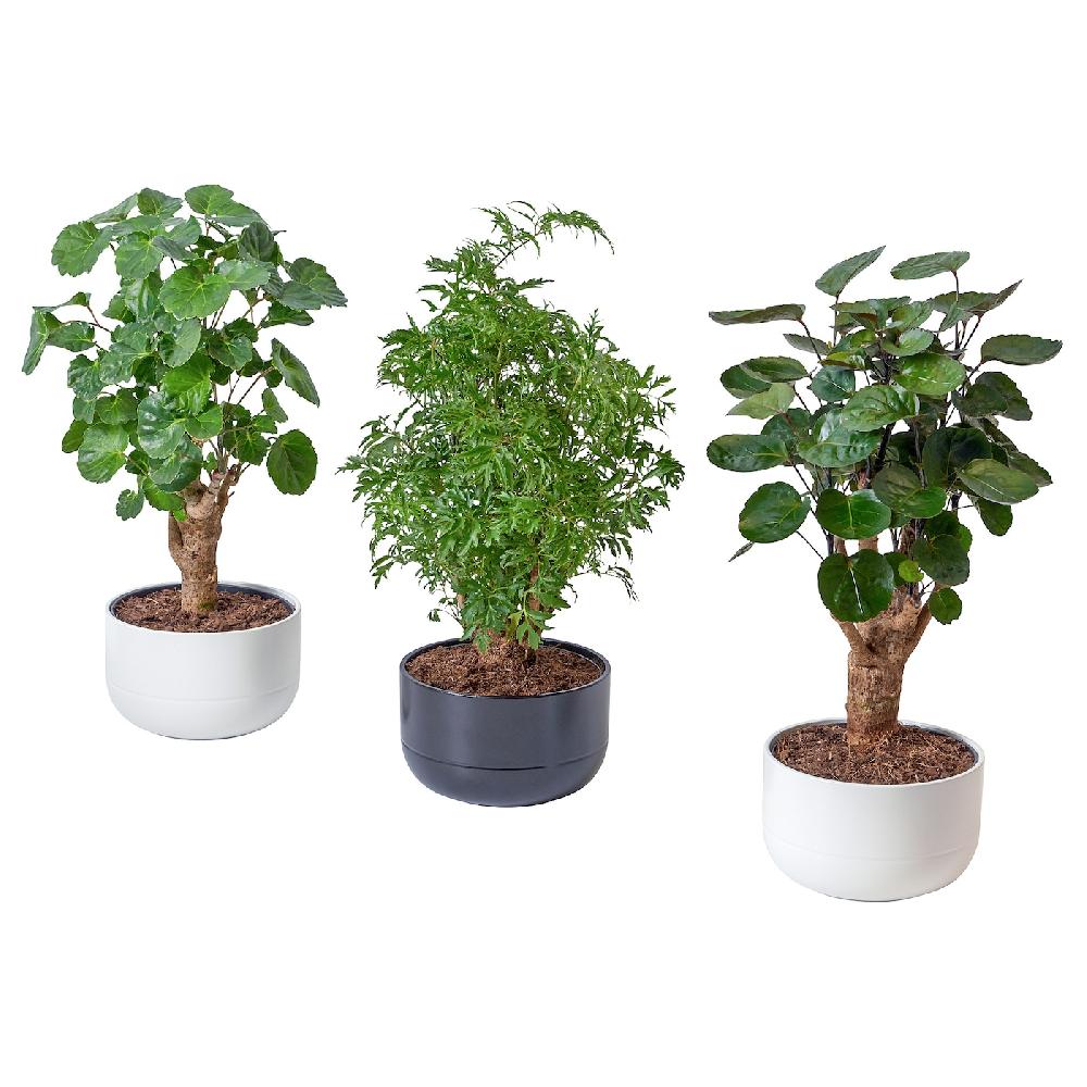 IKEA POLYSCIAS Pianta con vaso bonsai/colori vari 14 cm