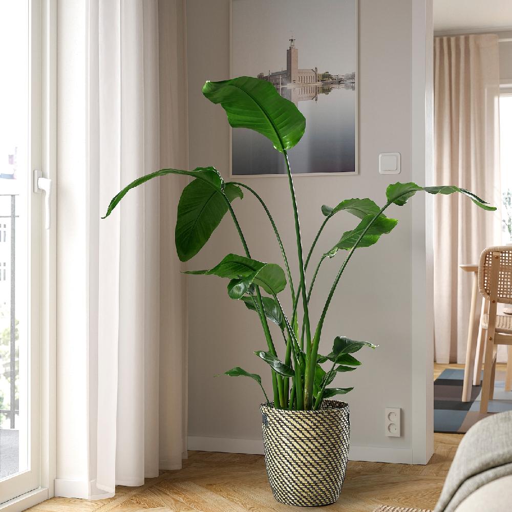 IKEA STRELITZIA Pianta Da Vaso Uccello Del Paradiso 27 Cm