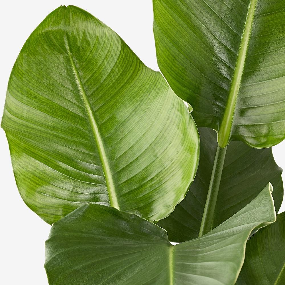 IKEA STRELITZIA Pianta Da Vaso Uccello Del Paradiso 27 Cm