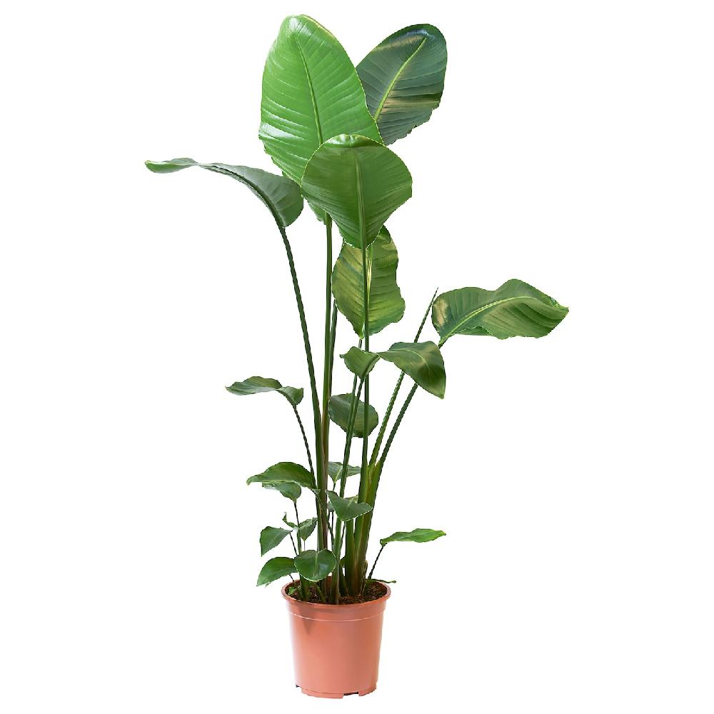 IKEA STRELITZIA Pianta da vaso Uccello del paradiso 27 cm