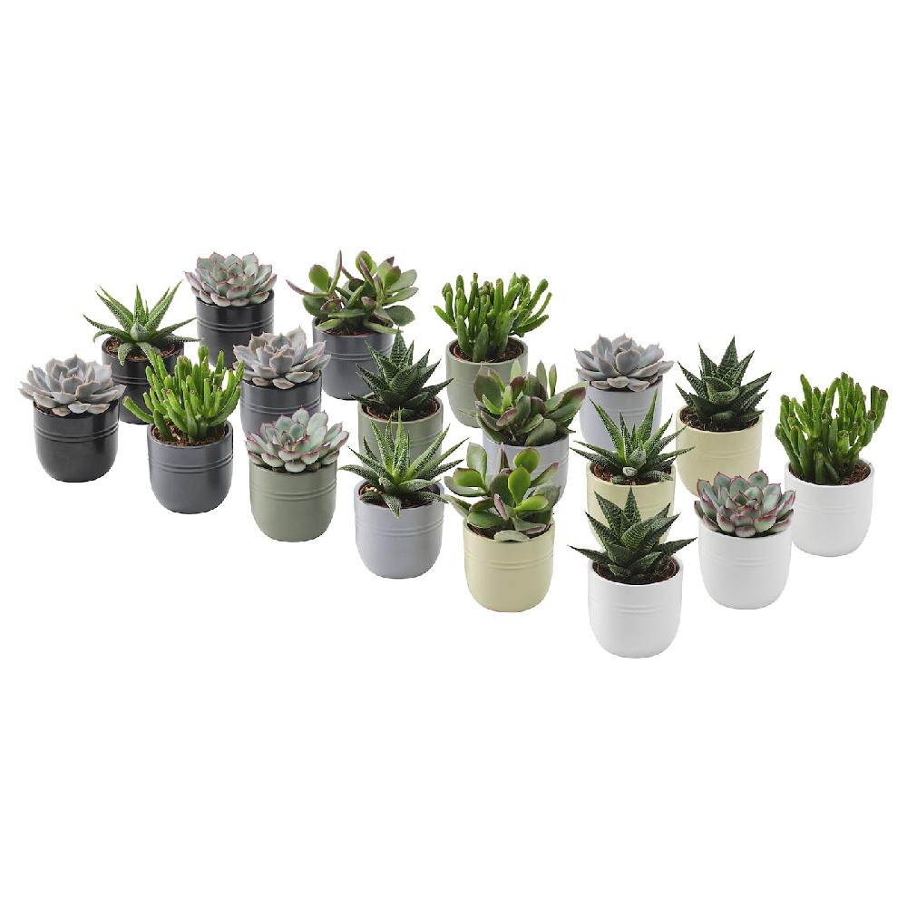 IKEA SUCCULENT Pianta con vaso Succulenta colori vari 6 cm