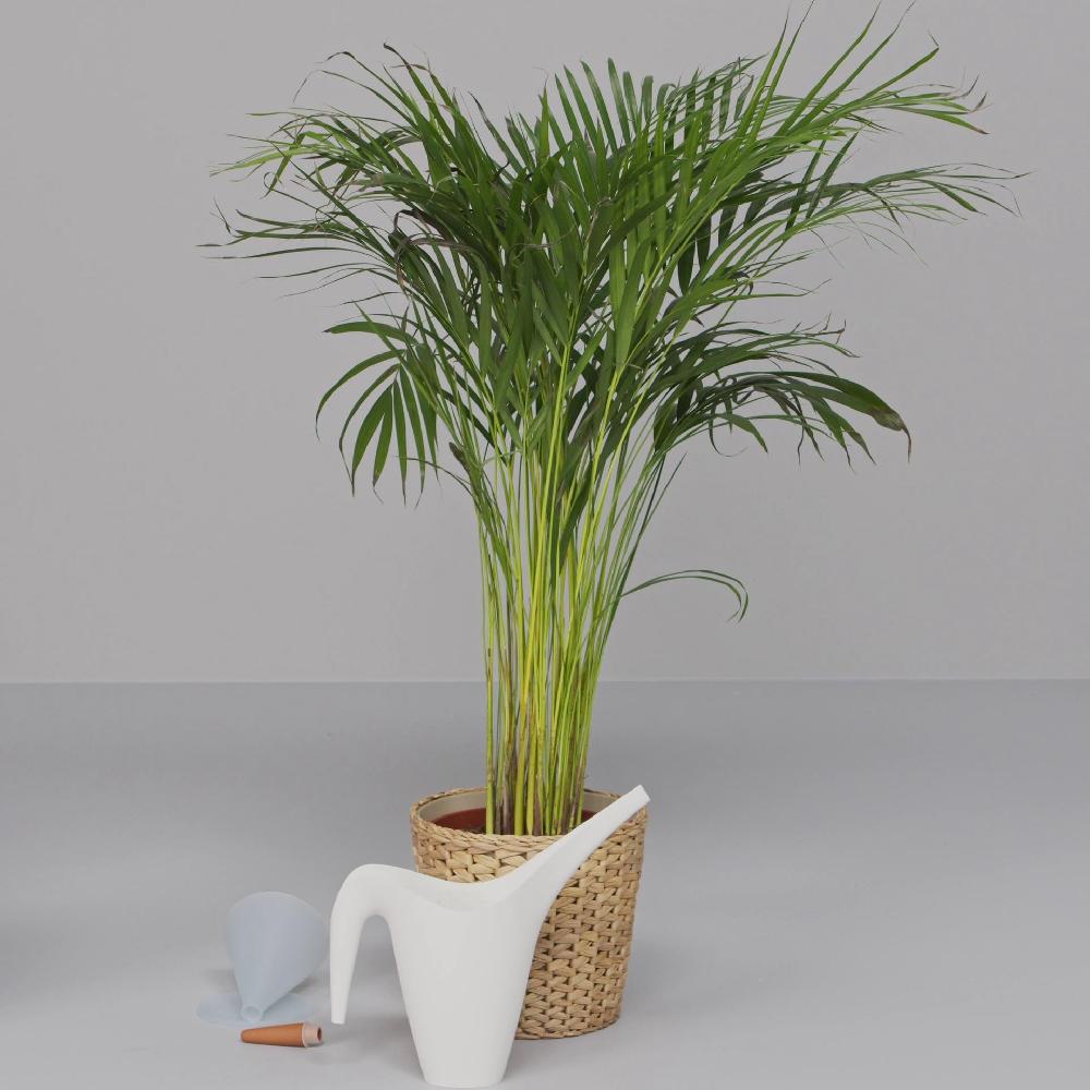 IKEA SVÄMSKOG Dispenser Irrigazione Automatica Terracotta/trasparente 25 Cl