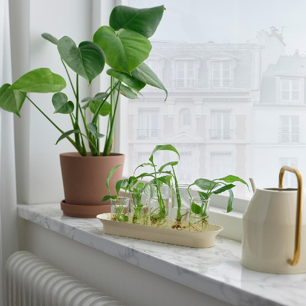 IKEA VATTENKRASSE Set Di Propagazione Vetro Trasparente Avorio/color Oro